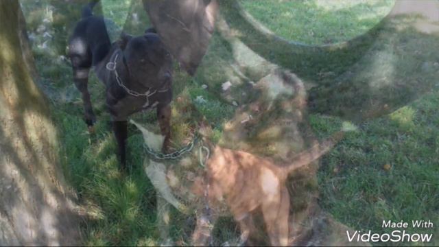 Pitbull Demon ws tyson смотреть онлайн