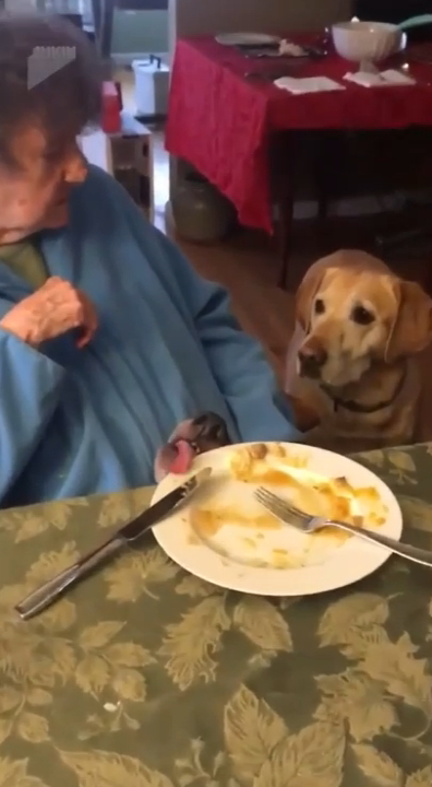 Есть два типа собак