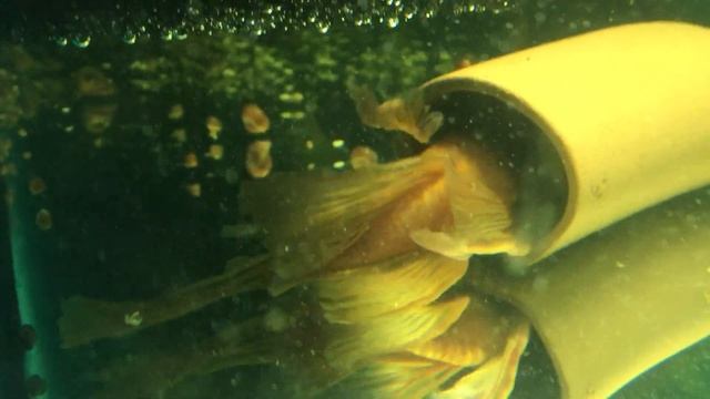 Нерест сомиков Анциструс Super Red Longfin смотреть онлайн