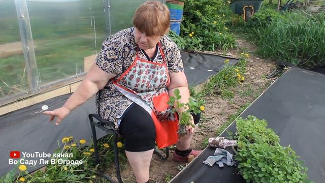 Все СОСЕДИ САЖАЮТ теперь ТОЛЬКО ТАК! смотреть онлайн