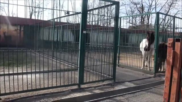 ВЛАДИКАВКАЗ. Зоопарк. Верхний ларс смотреть онлайн