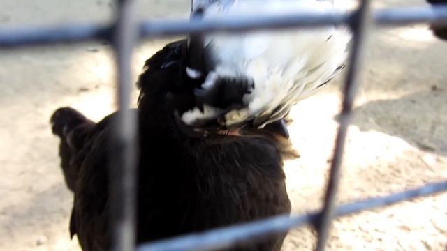 Аннэт Birthday VLOG | Парк • Зоопарк • КосмоСтар • McDonald's