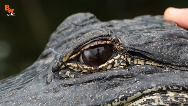 Alligator vs Crocodile! смотреть онлайн