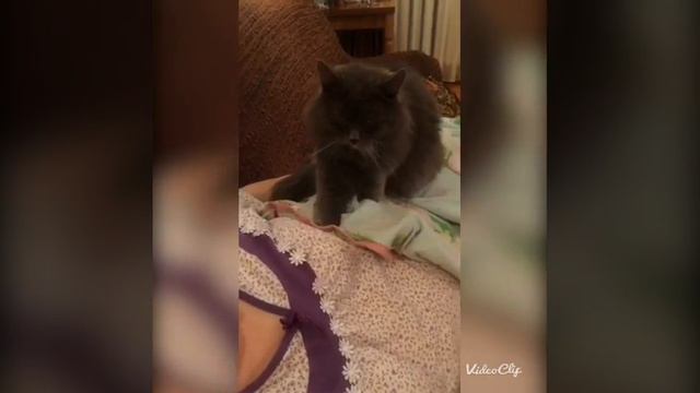 Кот - массажист смотреть онлайн