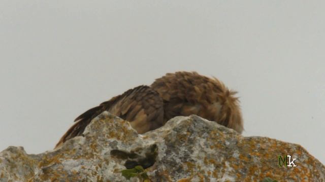 Saiak (Gyps fulvus) смотреть онлайн