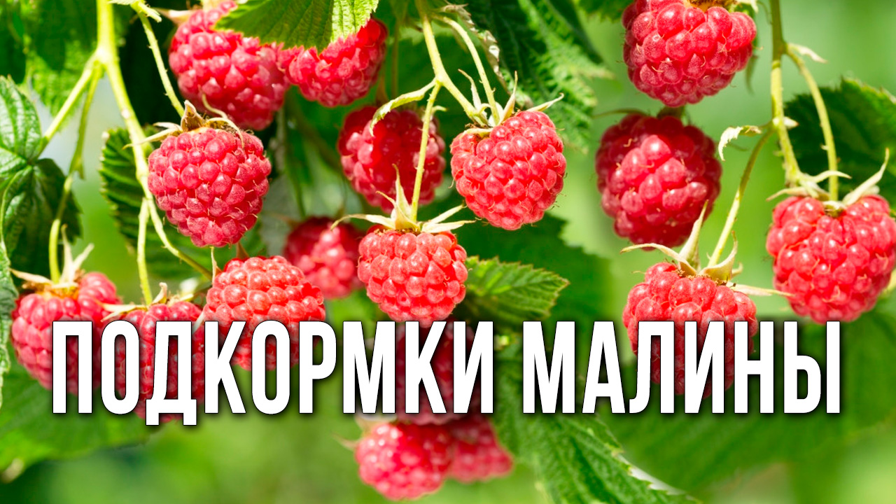 Чем подкормить малину. Подкормки, чтобы малины было много.