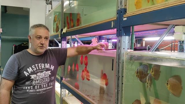 Отправка дискусов в регионы , что и как ! ? смотреть онлайн