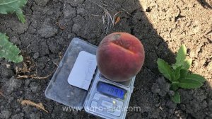 Отличный канадский сорт персика -  Канадиан Хармони - Агро Сад 2023