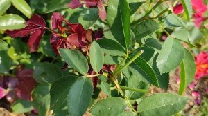 Непрерывно цветущие розы. Роза Синко де Майо (Cinco de Mayo) - цветунья  и просто красавица))