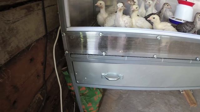 Мой новый брудерпроф.трубаполикарбонат