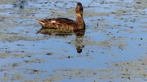 Взрослые Утята и мама утка на озере, Mallard Duck