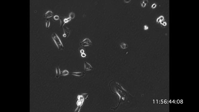 MDA-MB-231 treated with Inonotus obliquus смотреть онлайн