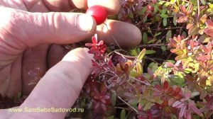 Как растёт крупноплодная клюква на участке