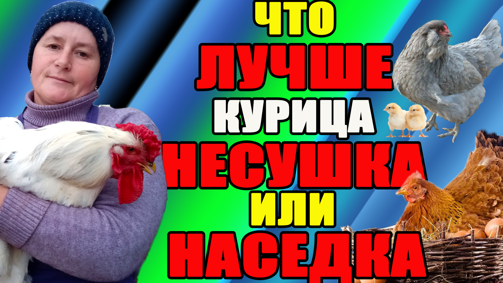 Что ЛУЧШЕ курица несушка или наседка? Как выбрать правильные породы. смотреть онлайн
