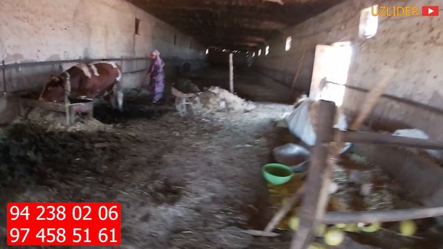 ТАЙЙОР БИЗНЕС ФЕРМАХЪОНА СОТИЛАДИ ХОЗОРАСПДА смотреть онлайн