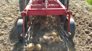 Картофелекопалка км 1 переделанная в работе с мотоблоком мтз