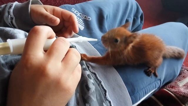 Домашняя белка [by Stalin] смотреть онлайн