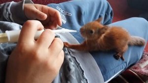 Домашняя белка [by Stalin]