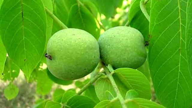 Интересные факты. Человек начинает стареть в 22 года. смотреть онлайн