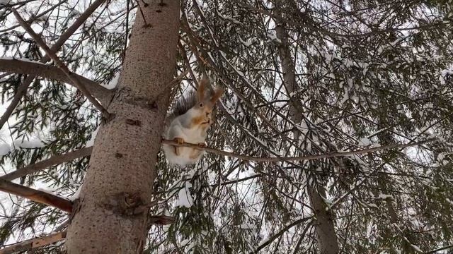 Какие заботы у белки? | What worries does a squirrel have? смотреть онлайн