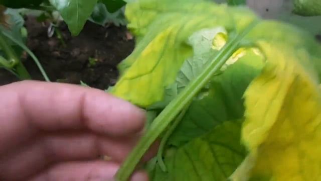 Причины пожелтения листьев у огурцов в конце июля, что делать. Делюсь своим опытом выращивания. смотреть онлайн