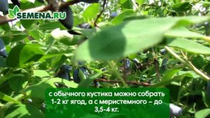 Жимолость Бакчарская юбилейная