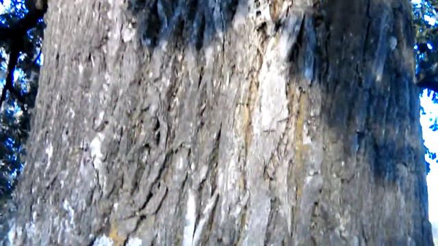 Осеннее видео смотреть онлайн