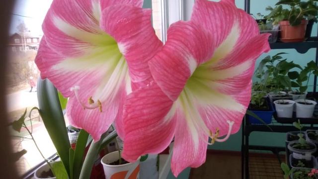 Цветение гиппеаструма смотреть онлайн