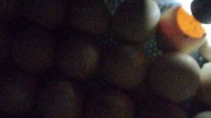 овоскопирование#индюшиных яиц на 20 сутки инкубации!