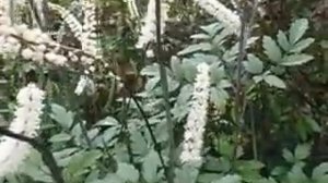 Сажайте Клопогон или цимицифугу