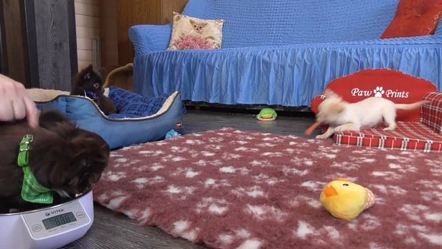 Как ходим на пелёнку@Пушистики ЧИХУАХУА***ДЛИННОШЕРСТНЫЕ ЧИХУА смотреть онлайн