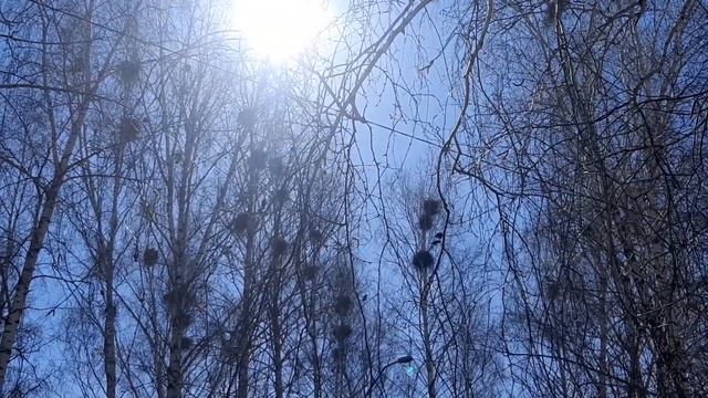 Большая дружная семья ворон смотреть онлайн