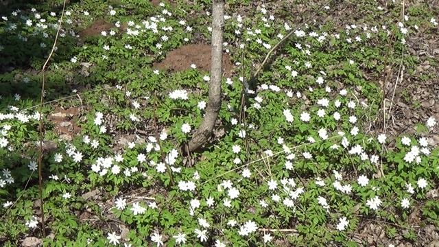 Начало лета. смотреть онлайн