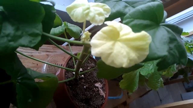 Хлороз у пеларгоний. Что это и как лечить. смотреть онлайн