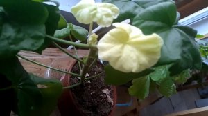 Хлороз у пеларгоний. Что это и как лечить.