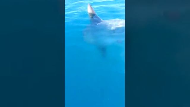 Солнечная рыба Луна :0) смотреть онлайн