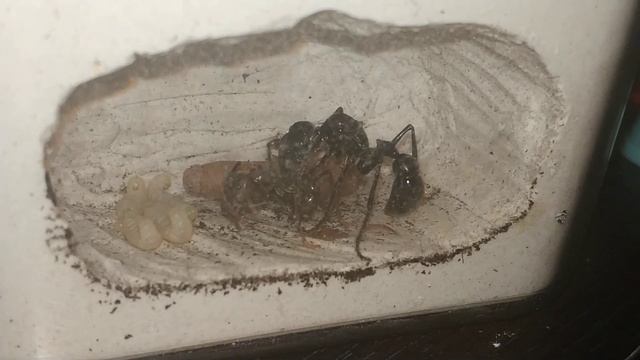 Родился ПЕРВЫЙ РАБОЧИЙ у ПУЛИ!!! Умывает, ласкает его)))Муравей-пуля / Paraponera clavata ants смотреть онлайн