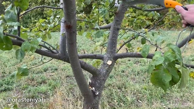 Мастер-класс по обрезке плодовых деревьев от Хранителя Украины смотреть онлайн