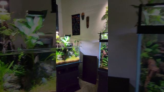Quick Of-Fish Tour  positivevibes aquascape plantedtank freshwater