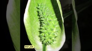 ЧТО ДЕЛАТЬ, ЕСЛИ У СПАТИФИЛЛУМА ЗЕЛЕНЕЮТ ЦВЕТЫ?