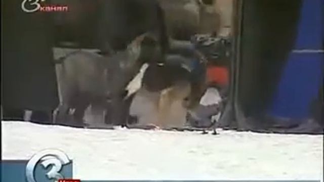 В Москве открыта охота на собак смотреть онлайн