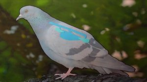 Дыхание Птиц