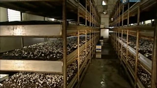 Выращивание грибов смотреть онлайн