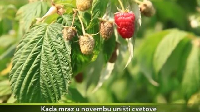 Malina Polka | Kako se Gaji, Kakve Uslove Traži, Koliko Rodi | Agromedia смотреть онлайн