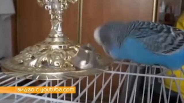 УШИ, ЛАПЫ, ХВОСТ! (КАКУЮ ПТИЦУ МОЖНО ЗАВЕСТИ В КВАРТИРЕ?) смотреть онлайн