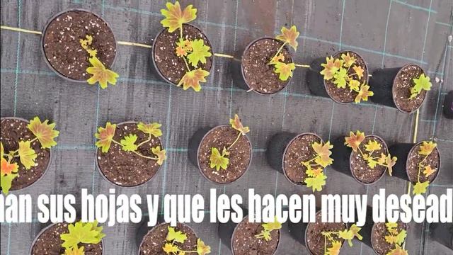 Plantas Villor. Los Geranios Vancouver