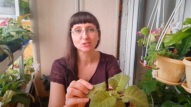 Глоксиния осенью: Когда нужно убирать глоксинии на покой. смотреть онлайн