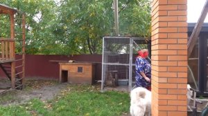 VLOG Даша приболела. Разгрызли совсем её. Украина