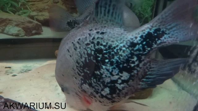 Нерест Цихлазомы гуттулата смотреть онлайн