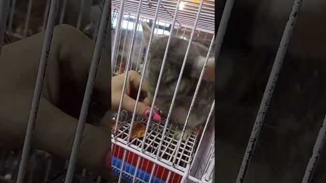 РУЧНЫЕ ШИНШИЛЛЫ. смотреть онлайн